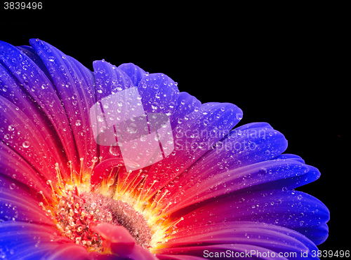 Image of wet rgradient gerbera flower closeup