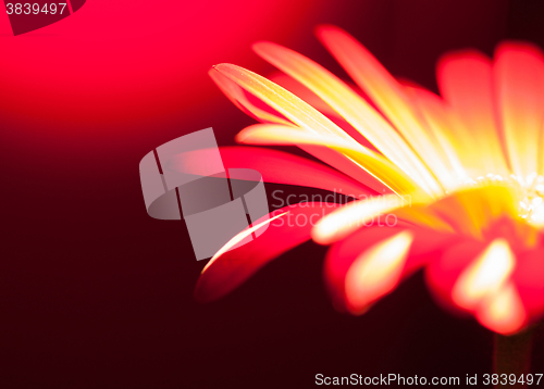 Image of red gerbera flower closeup