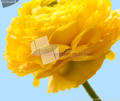 Image of buttercup flower detail