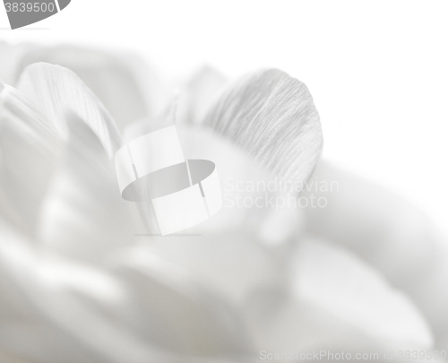 Image of white petals closeup