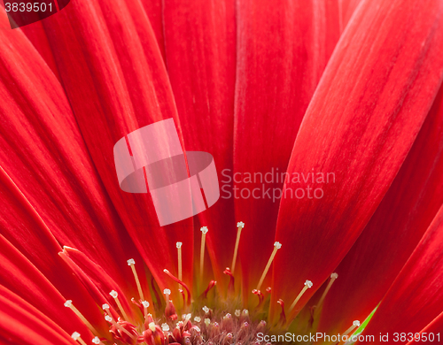 Image of red gerbera flower closeup