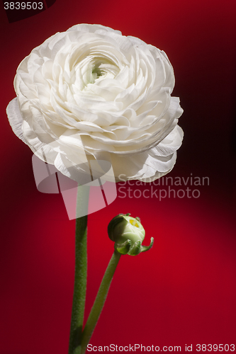 Image of white buttercup flower