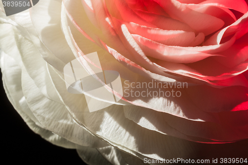 Image of buttercup flower detail