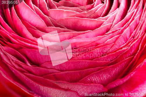 Image of buttercup flower detail