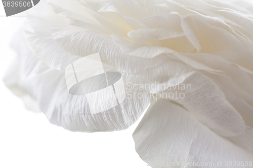 Image of white petals closeup
