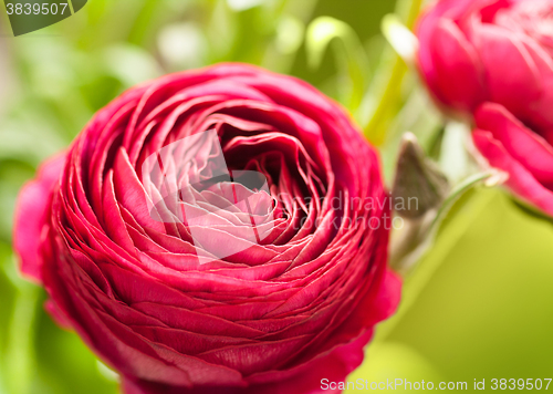 Image of buttercup flower detail