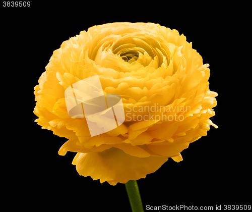 Image of buttercup flower head