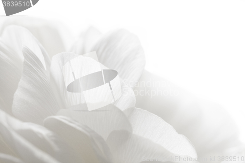 Image of white petals closeup