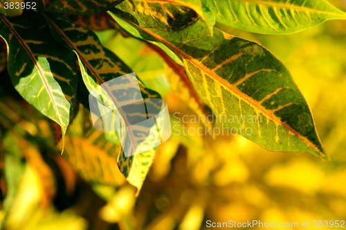 Image of Green leaves