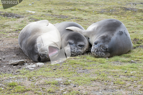 Image of Baby Elephant Seals 
