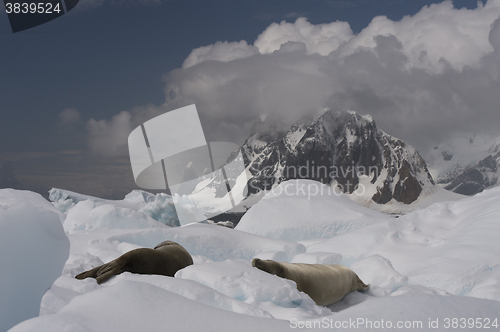 Image of Mountain view in Antarctica