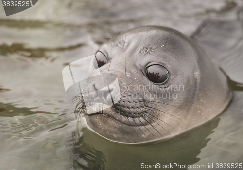 Image of Baby Elephant Seal in the waer  South Georgia