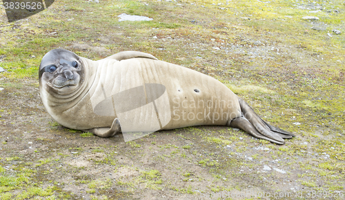 Image of Baby Elephant Seals 