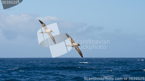 Image of Light-mantled sooty Albatross flying.