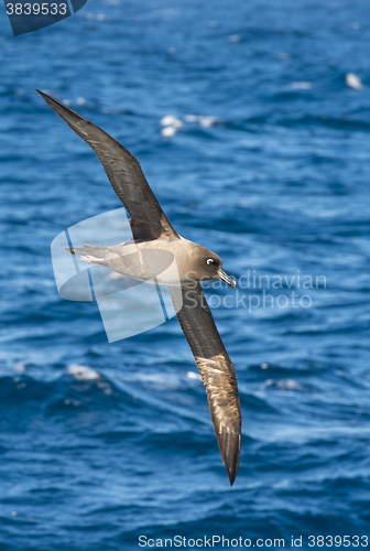 Image of Light-mantled sooty Albatross flying.