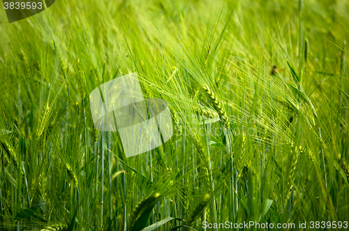 Image of young wheat on farm land 