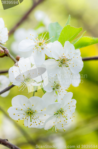 Image of Blossoming branch of a cherry, close up