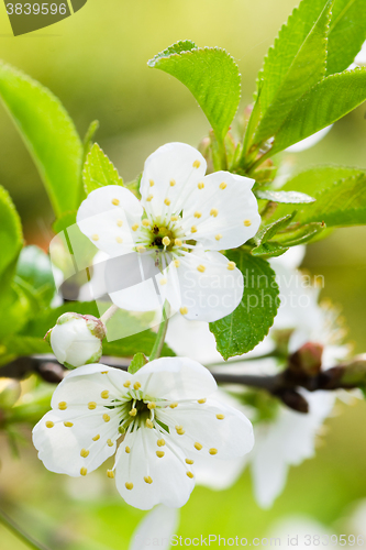 Image of Blossoming branch of a cherry, close up