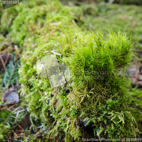 Image of Snag acquired a moss, a close up