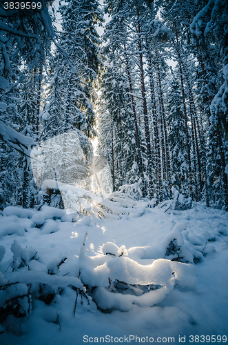 Image of Winter snow covered trees. Winter wonderland