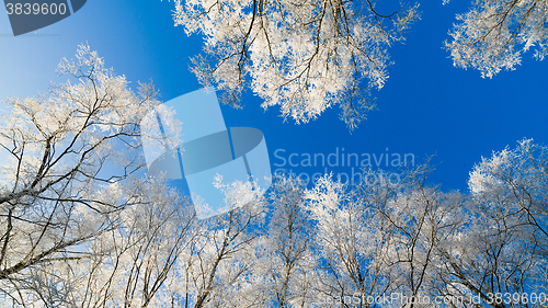 Image of The tops of trees covered with hoarfrost against the blue sky