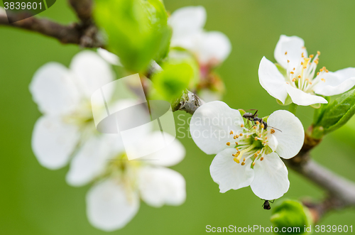 Image of The ant runs on a blossoming branch of plum, a close up