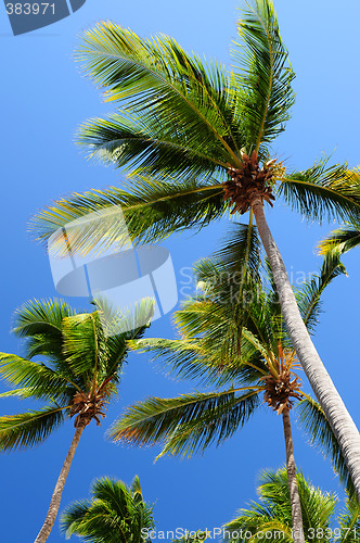 Image of Palms on blue sky background