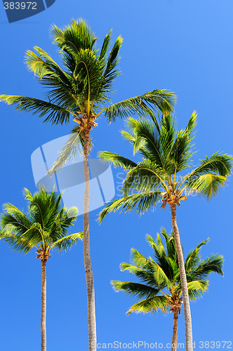 Image of Palms on blue sky background