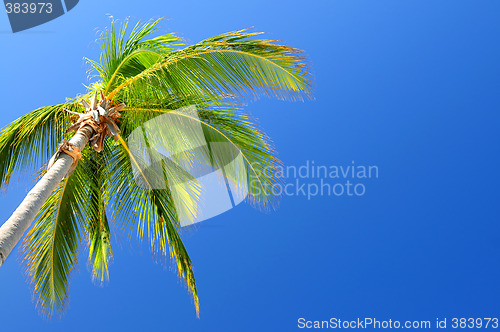 Image of Palm on blue sky background