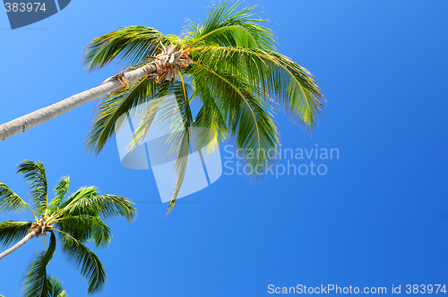 Image of Palms on blue sky background