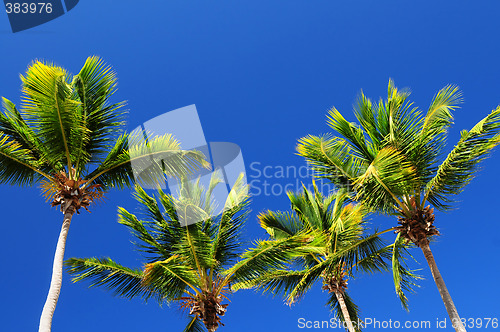 Image of Palms on blue sky background