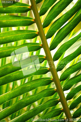 Image of Tropical leaf