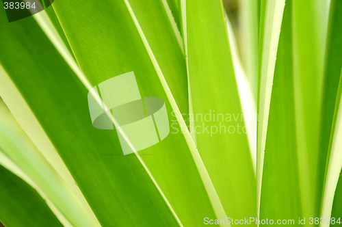 Image of Tropical leaves