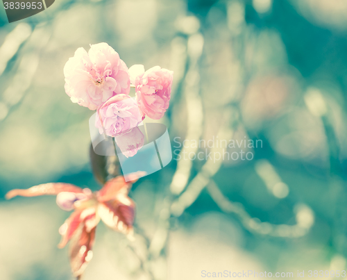Image of Sakura or Cherry blossom flower