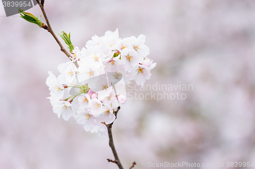 Image of Sakura or Cherry blossom flower