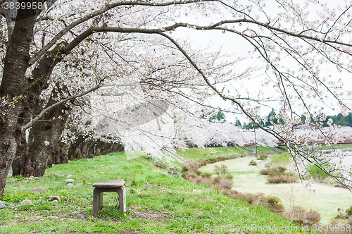 Image of Sakura or Cherry blossom flower