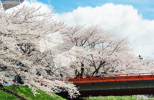 Image of Sakura or Cherry blossom flower