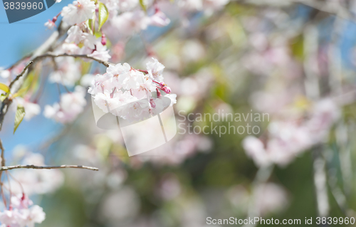 Image of Sakura or Cherry blossom flower