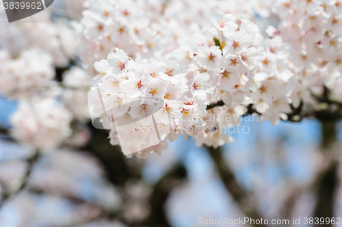 Image of Sakura or Cherry blossom flower