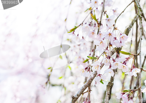 Image of Sakura or Cherry blossom flower