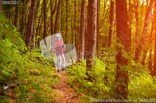 Image of Rider on Mountain Bicycle it the forest