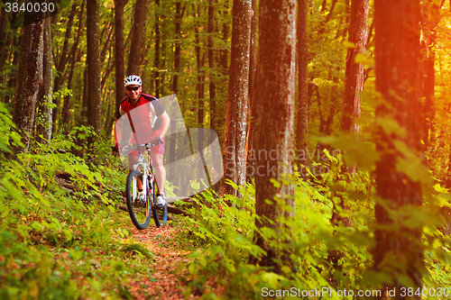 Image of Rider on Mountain Bicycle it the forest