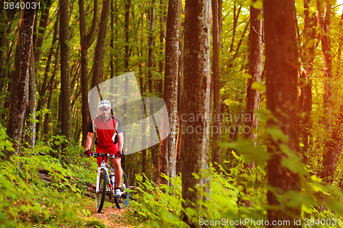 Image of Rider on Mountain Bicycle it the forest