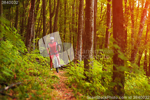 Image of Rider on Mountain Bicycle it the forest