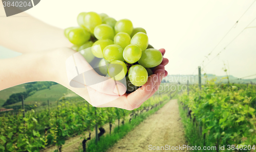 Image of close up of woman hands holding green grape bunch