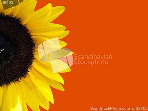 Image of Sunflower with orange background