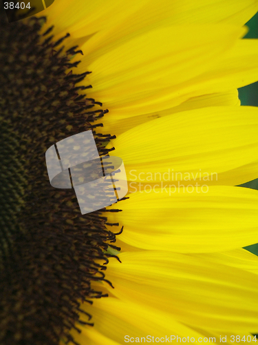 Image of Sunflower background