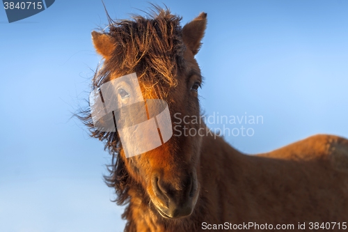 Image of Brown horse closeup