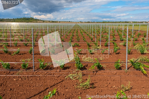 Image of Viticulture with grape saplings