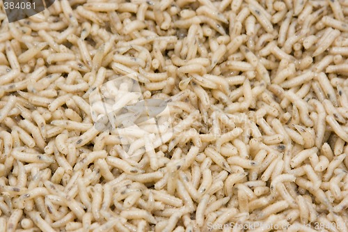 Image of worms